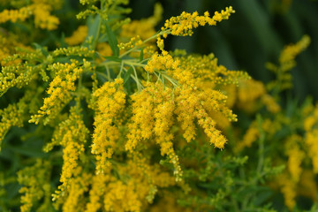 Canadian goldenrod