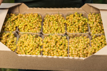 Plastic box is full of fresh yellow currant in farmer market.