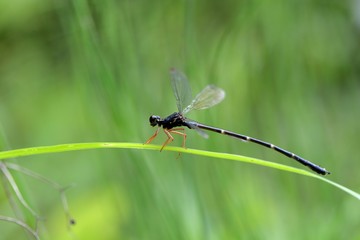 Dragonfly (Rhipidolestes aculeatus aculeatus) in the Taiwan.