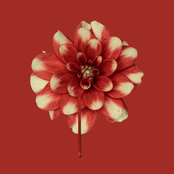 Dahlia, red and white on plain background, bleeding