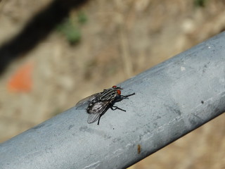 insetto mosca