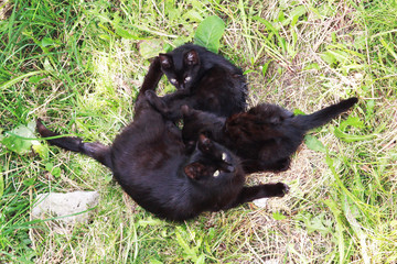 Obraz premium black street cat with two born in the basement and grown kittens lies on the grass near the house. View from above.