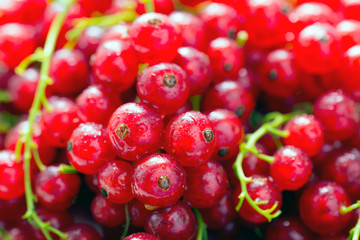 red Currant. Berries background. Currant organic berries. Ecological berries for desserts, smoothie or jam