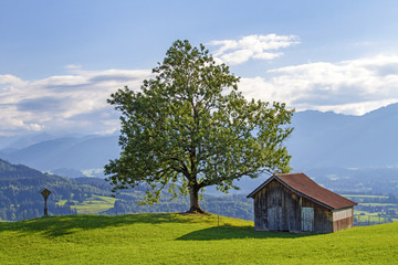 Allgäu - Alpen - Stadel - Baum - Sonthofen - Hindelang