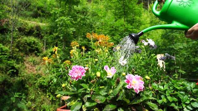 Regando las flores en Verano (c&aacute;mara lenta)