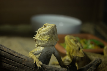 Bearded dragon on stump.