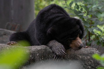 black bear resting on the rock