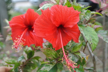 Red hibicus.