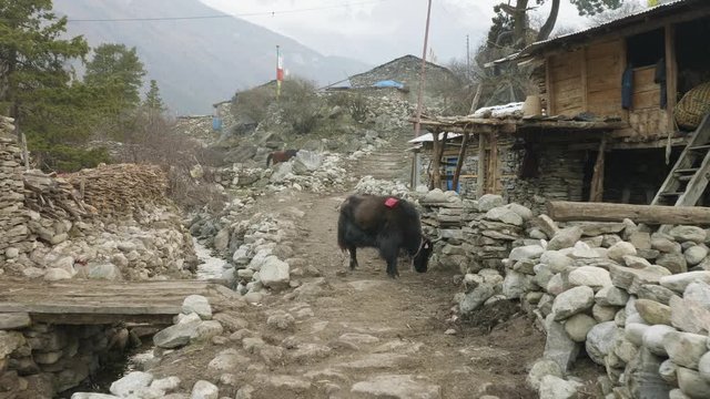 The Himalayan yak in the village Sama, Nepal. Manaslu circuit trek.