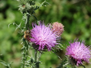 fiore viola con ape