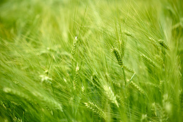 Farm green barley field