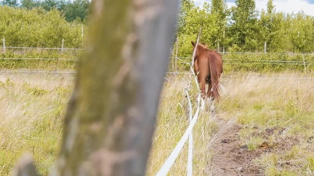 Rear view of a beautiful chestnut horse walking along the fence in slow motion Full HD 1920p