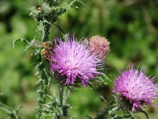 macro fiore