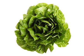 Green lettuce romaine