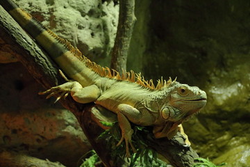 Green iguana