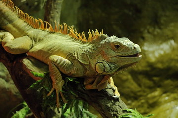 Green iguana