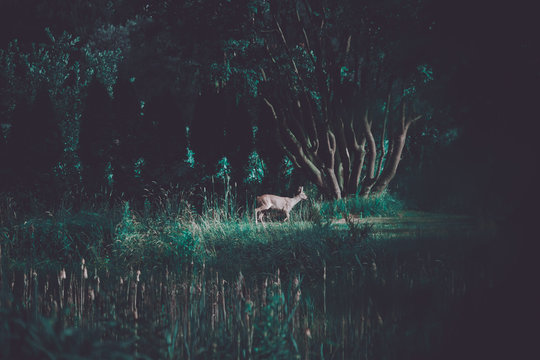 Young Red Deer In The Wilderness