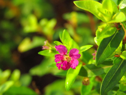 Close up Image of Beautiful Little purple flower