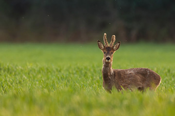 Naklejka na ściany i meble winter deer in a field with velvet
