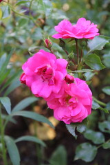 Fototapeta premium Beautiful pink rose in a garden