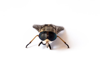 dead flies on white background