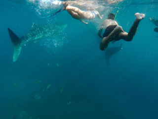 Fototapeta na wymiar Tourists swim in the sea with whale sharks near the city of Oslob on the island of Cebu, Philippines. Watch the feeding of sharks in nature..