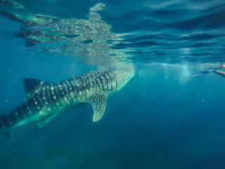 Tourists swim in the sea with whale sharks near the city of Oslob on the island of Cebu, Philippines. Watch the feeding of sharks in nature..