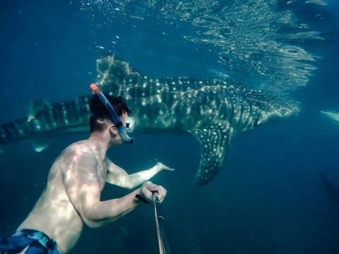 Tourists swim in the sea with whale sharks near the city of Oslob on the island of Cebu, Philippines. Watch the feeding of sharks in nature..