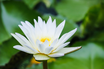 water lily on a pond