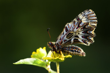 Southern Festoon butterfly - Zerynthia polyxena, beautiful colored rare butterfly from European...
