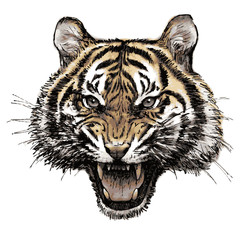 head of angry tiger hand drawn