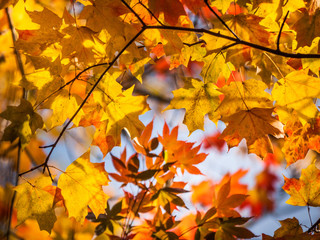Naklejka na ściany i meble Background texture of yellow and red maple leaves in warm sunlight. Close up of autumn leaves on branches.