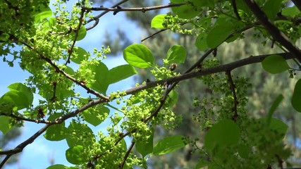 Bee pollinating flowers on branch