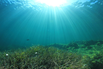 Fototapeta na wymiar Underwater sea grass and blue ocean 