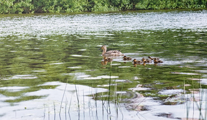 Birds on the pond. A flock of ducks and pigeons by the water. Mi
