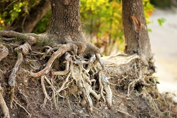 the roots of a tree