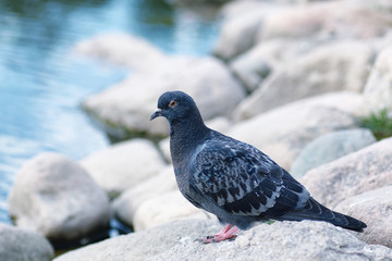 Birds on the pond. A flock of ducks and pigeons by the water. Mi