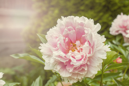 Fototapeta Beautiful pink peony flowers in summer garden