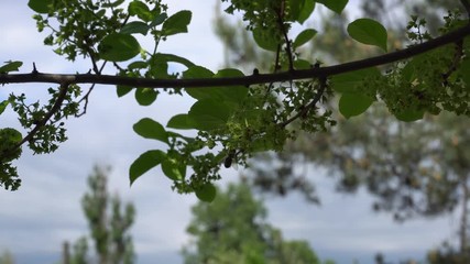 Bees pollinating white against sky on sunny day