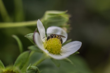 Obraz premium Strawberry blossom