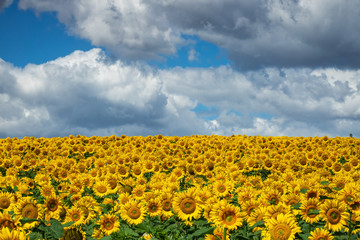 Sonnenblumen mit Quellwolken
