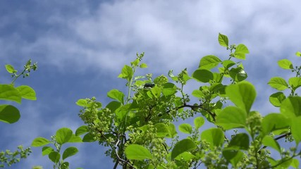Beetle sitting on green leaves on sunny day