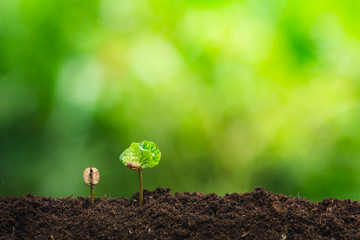 coffee seedling in nature plant a tree concept
