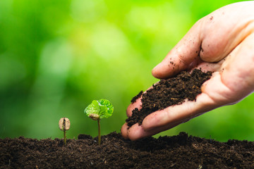 coffee seedling in nature plant a tree concept
