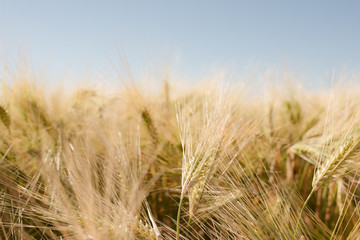 épis dorés avant la récolte
