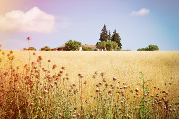 view of the big house through a wheat field