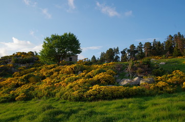 Fototapeta na wymiar Refuge de montagne avec des fleurs jaunes 