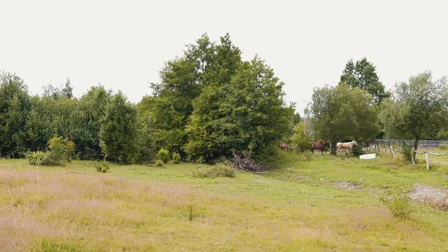 Herd of beautiful horses running throught the meadow during summer day in 4K