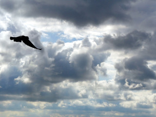 the background of the cloudy skyю Black sihouette of a dove on the background of the cloudy sky. 