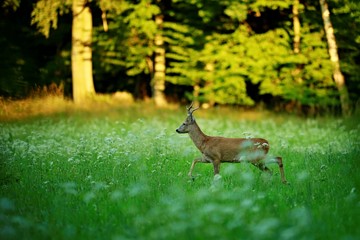 Male roe deer walking through green meadow with white flowers at dusk, sunlit trees in background, blurry foreground, warm colors